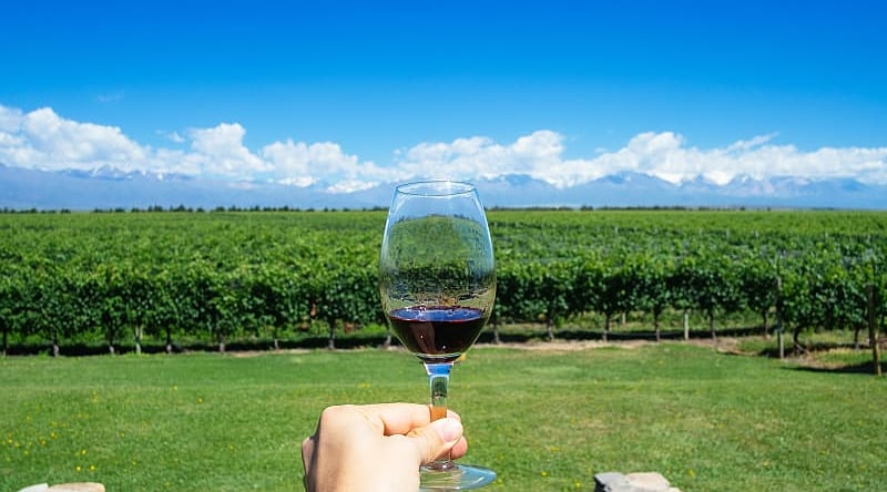 Vineyards in Argentina