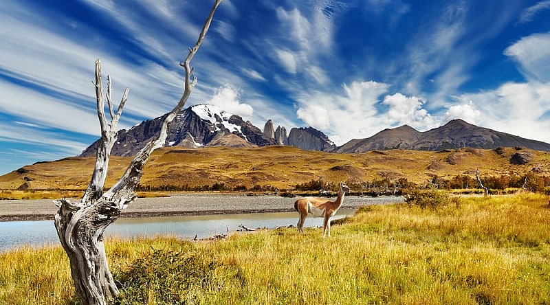 Guanaco in the Patagonia mountains