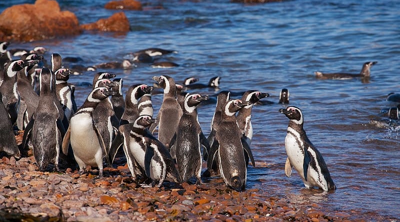 Megellanic penguins in Southern Argentina