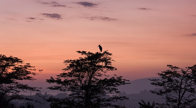 Gorilla Trekking Uganda Tour For Solo Travelers