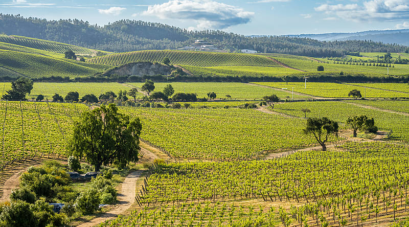 Vineyards in the Casablanca Valley, Chile