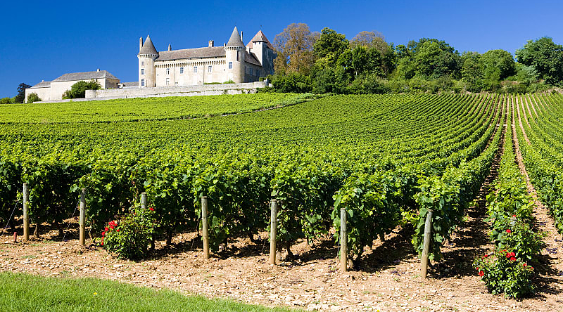 A vineyard in Burgundy, France