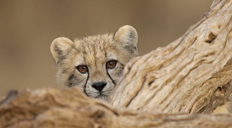 Cute cheetah cub at Kruger National Park, South Africa
