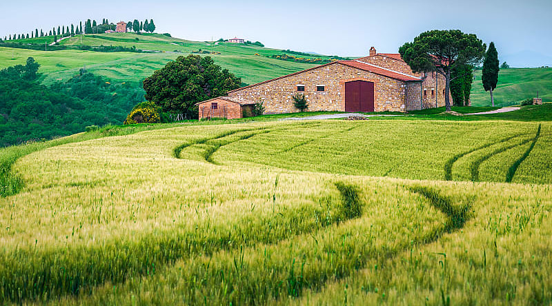 Tuscany countryside with green grain fields and rustic farmhouse