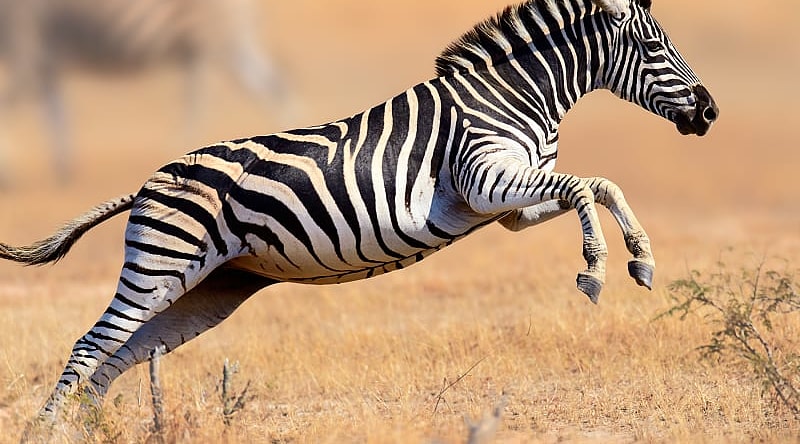 Zebra at Kruger National Park in South Africa