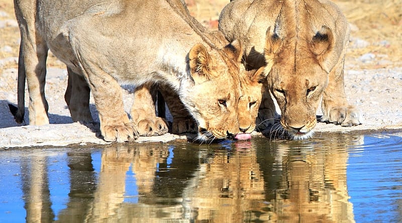 Highlights of Namibia Luxury Fly-In Safari