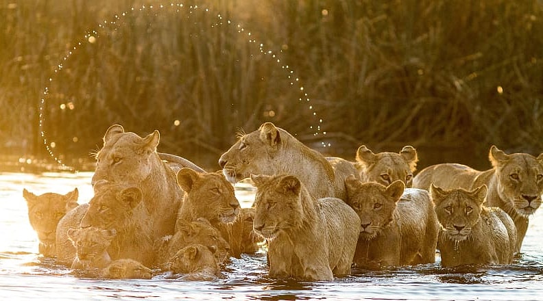 Pride of lions in Selinda Reserve, Botswana