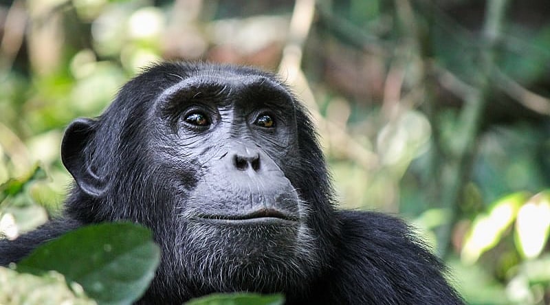 Chimpanzee in Kibale National Park, Uganda