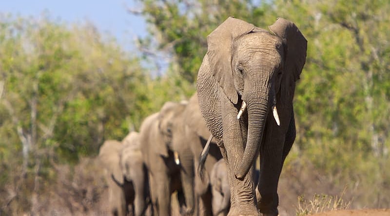 Elephant herd migration in Botswana