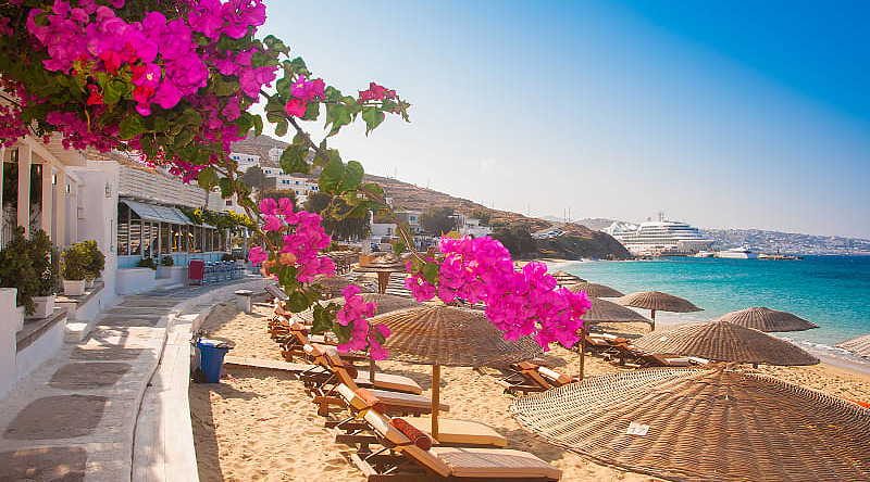 Pink bougainvillea blooming on the beach of Mykonos, Greece