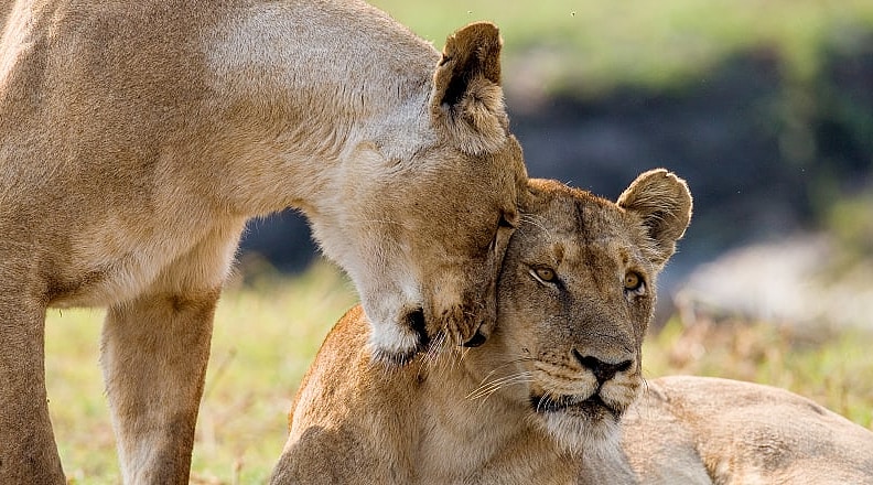Two lionesses in Zambia