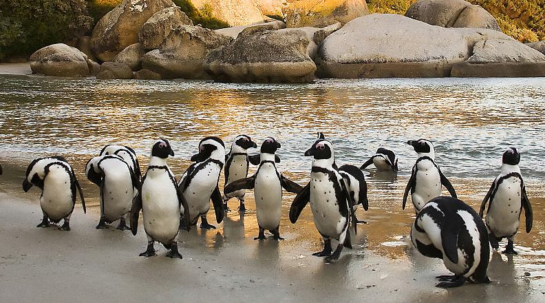 African penguins colony in Cape Town, South Africa