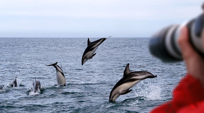 Photographer capturing dolphins in New Zealand