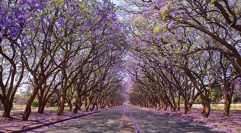 Jacaranda trees lining the street in Harare, Zimbabwe