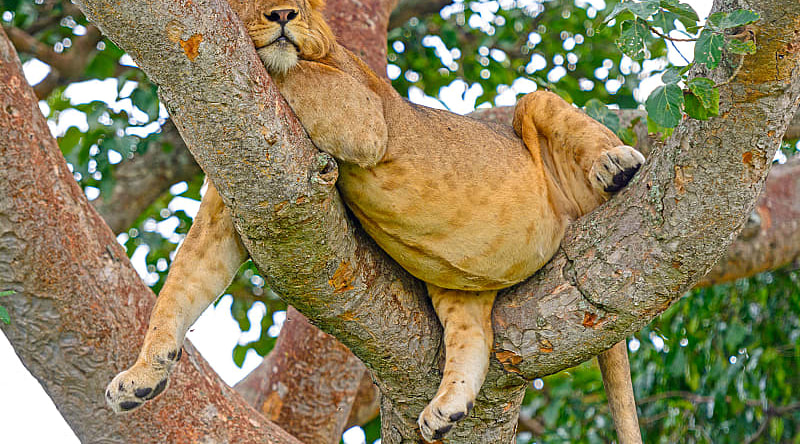 Queen Elizabeth National Park, Uganda