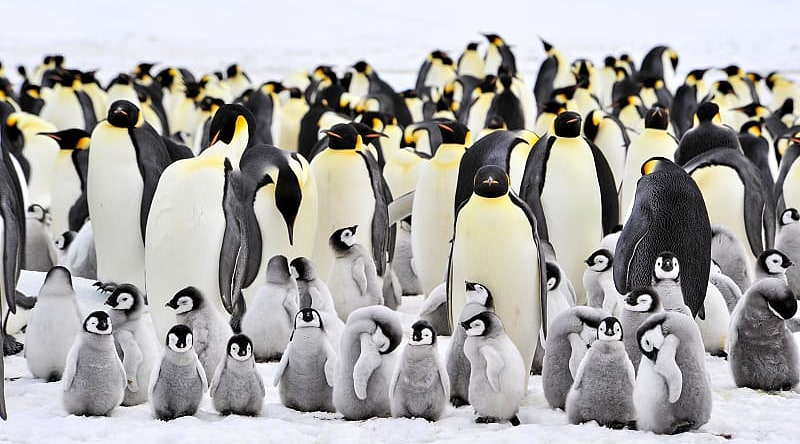 Emperor penguin colony on Snow Hill, Antarctica