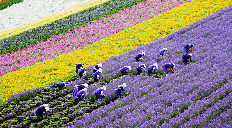 Flower farmer in Hokkaido, Japan