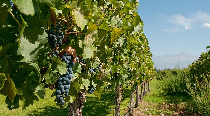 Vineyard in Mendoza, Argentina