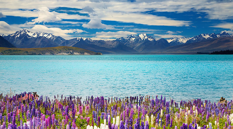 Lupins and Lake Tekapo, South Island, New Zealand