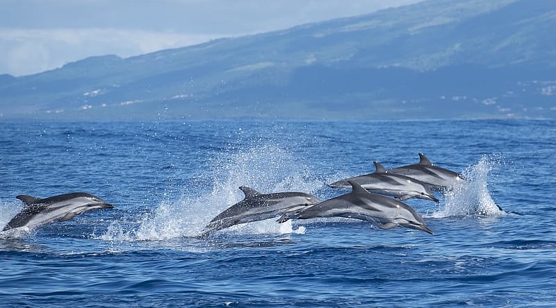 Family of dolphins in the Azores, Portugal