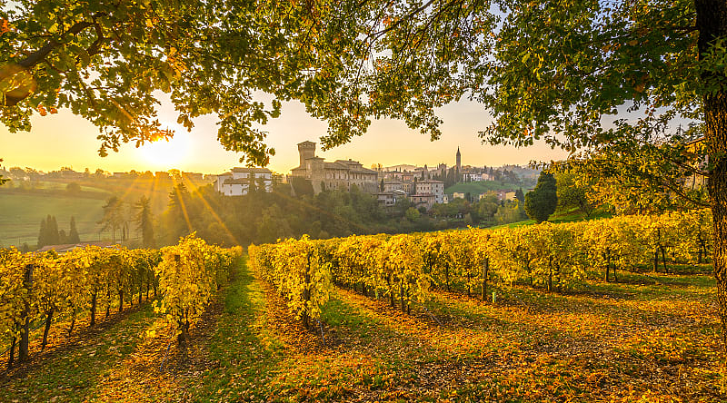 Beautiful vineyard in Emilia Romagna, Italy