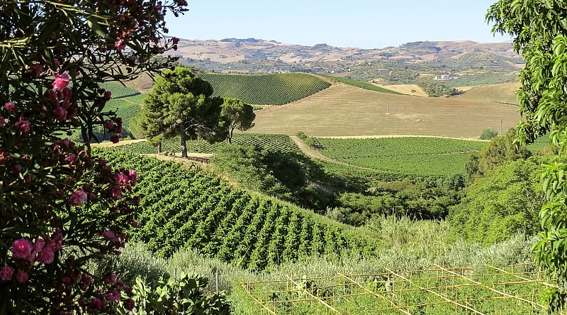 Vineyards in Sicily, Italy