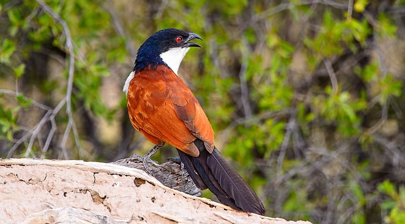 Moremi Game Reserve, Okavango Delta, Botswana
