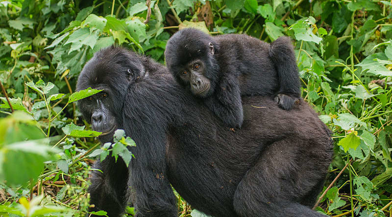 Mother and baby mountain gorilla in Bwindi Impenetrable Forest, Uganda