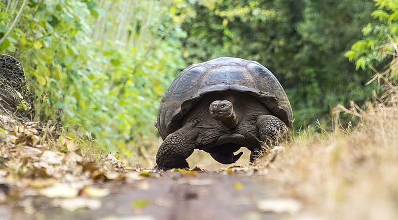 Giant turtle in El Chato tortoise reserve, Ecuador