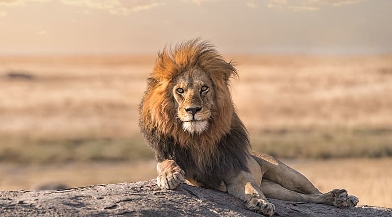 A male lion is sitting on the top of the rock in Serengeti National Park, Tanzania