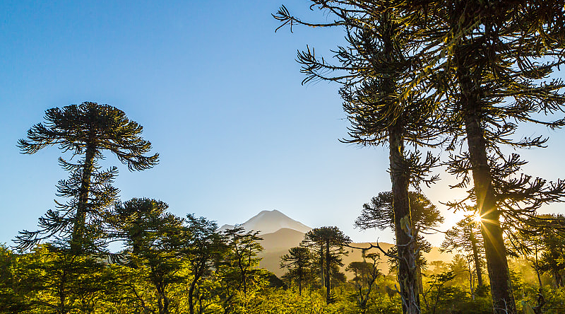 View though the trees from the trail at Conguillio National Park, Chile