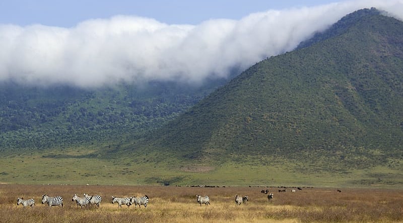 Zebras graze in Ngorongoro crater, Tanzania