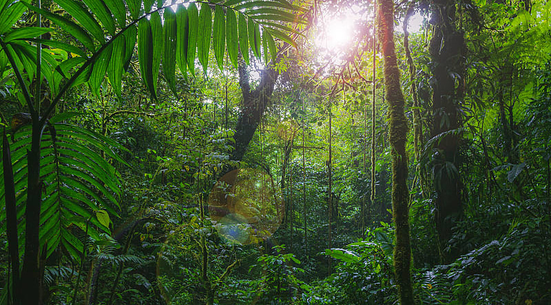Costa Rican rainforest at sunrise