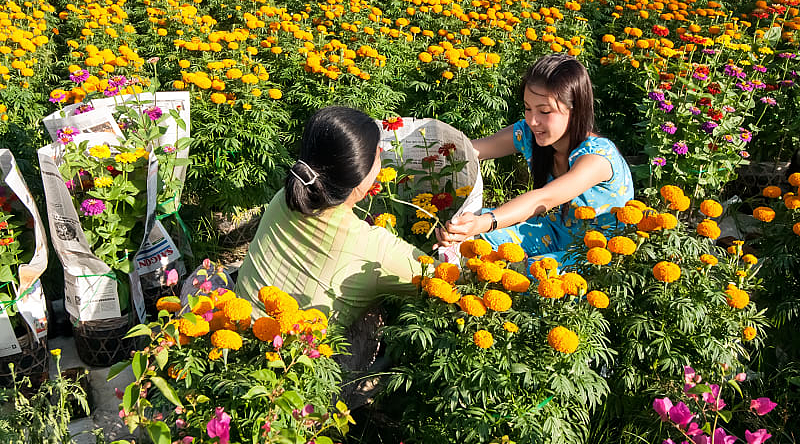 Farmers harvesting flowers in Vietnam