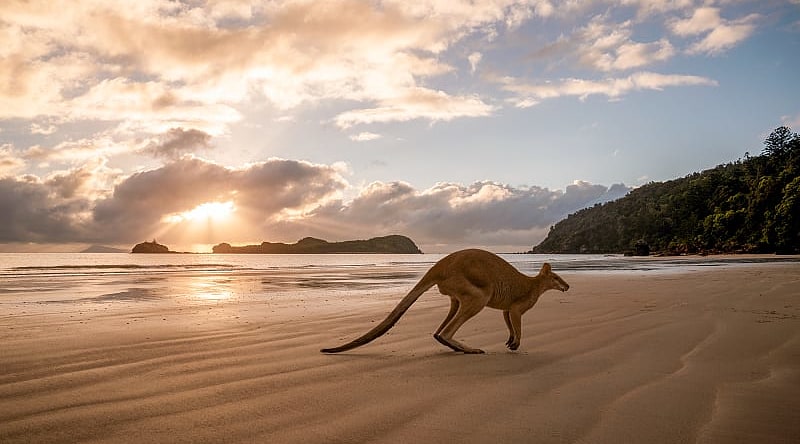 Kangaroo on the beach in Australia