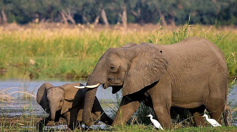 Female elephant with her calf on the banks of the Zambezi River in Lower Zambezi National Park, Zambia