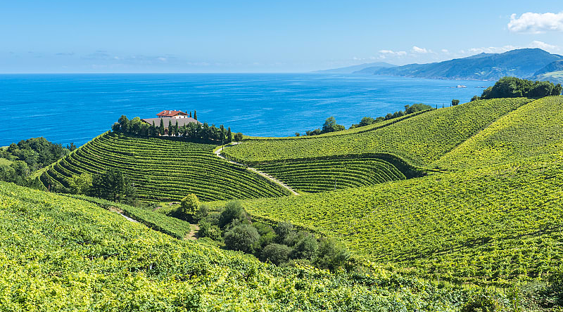 Coastal vineyards in Basque Country, Spain