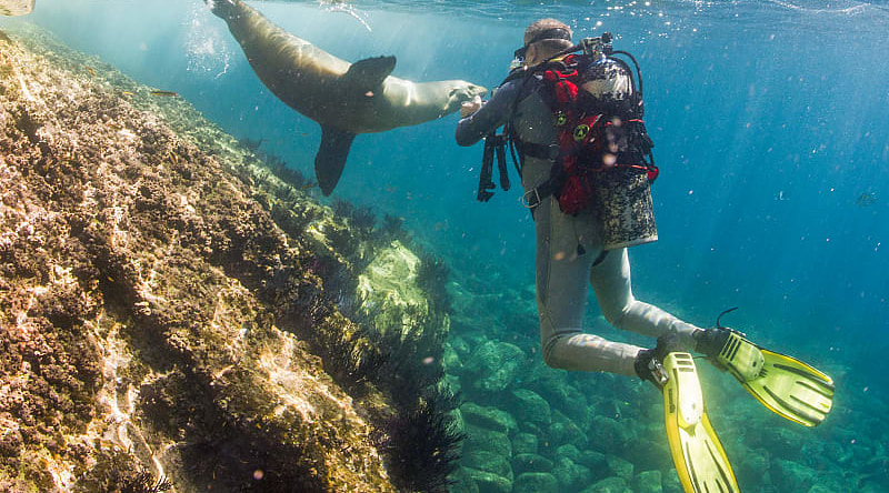 Sea lion coming to a scuba diver in the Galapagos, Ecuador