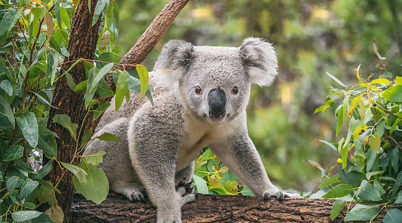 Koala in the Blue Mountains of Australia.