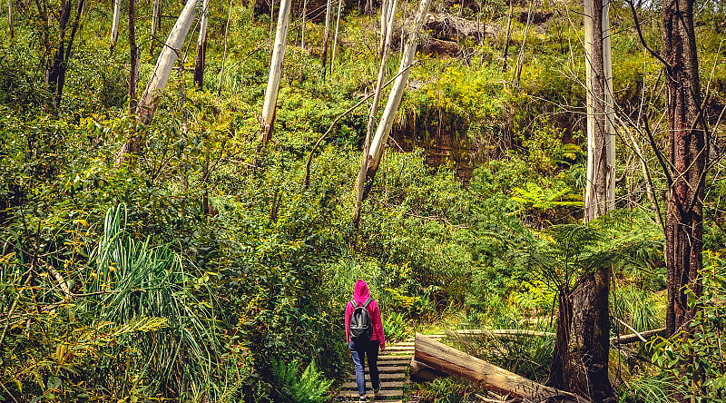 The Blue Mountains are full of shrubs and incredible wildlife, Australia