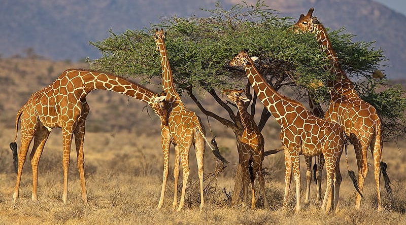Giraffes in Kenya