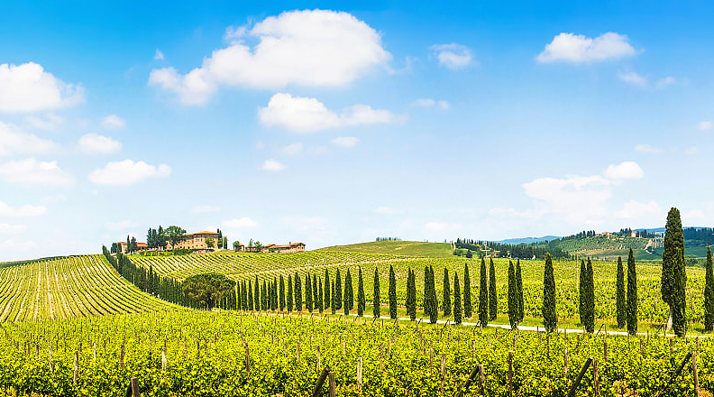 Vineyard in Tuscany, Italy