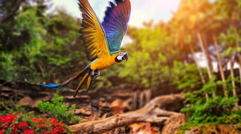 Ara parrot in the rainforest, Costa Rica