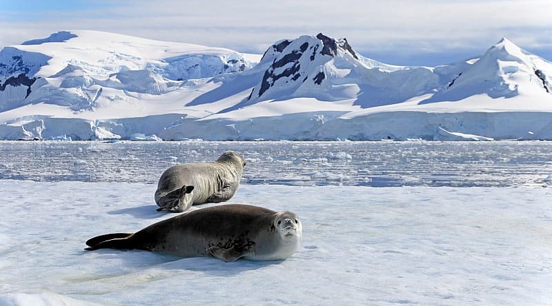 Crabeater seals on ice floe in the Antarctica