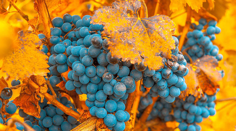 Vineyard in Mendoza, Argentina
