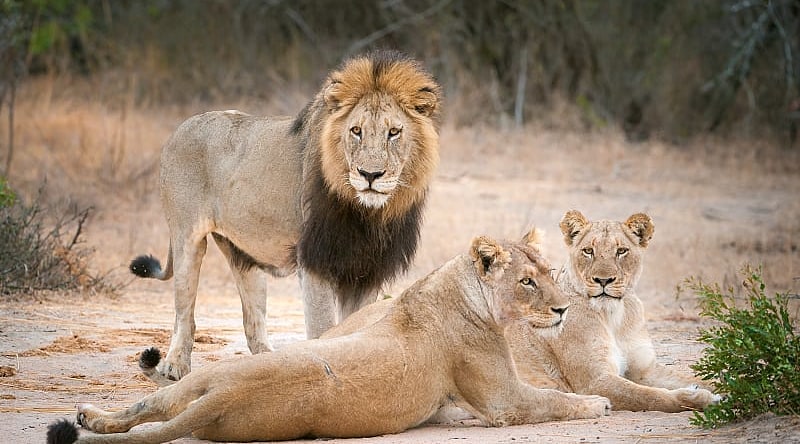 Sabi Sands Game Reserve, South Africa
