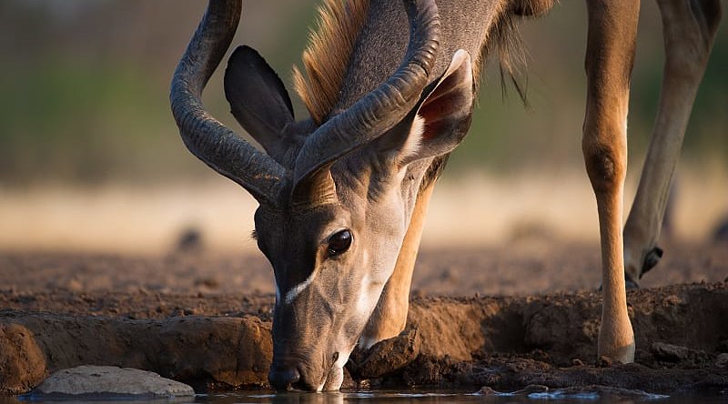 Kudu drinking at a waterhole in the African savanna