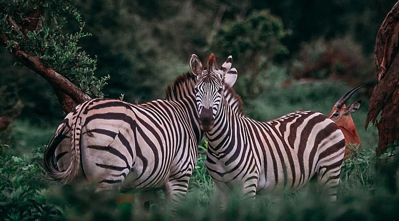 Chobe National Park, Botswana
