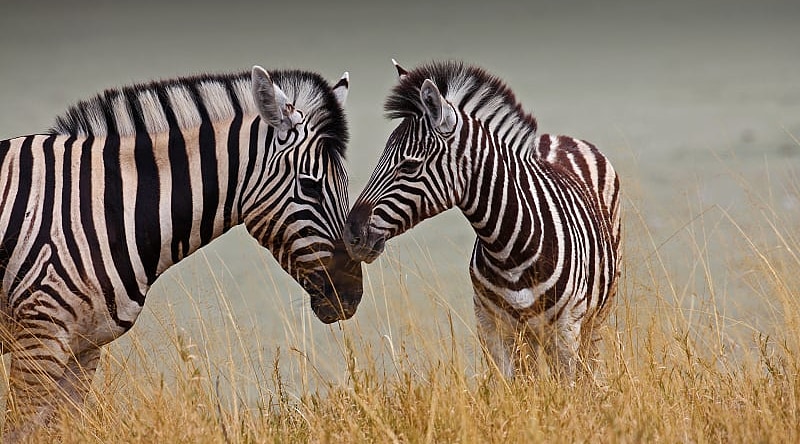A mother and baby zebra in  Botswana.