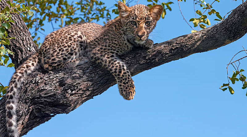 Leopard cub in MalaMala Game Reserve, Sabi Sands, South Africa